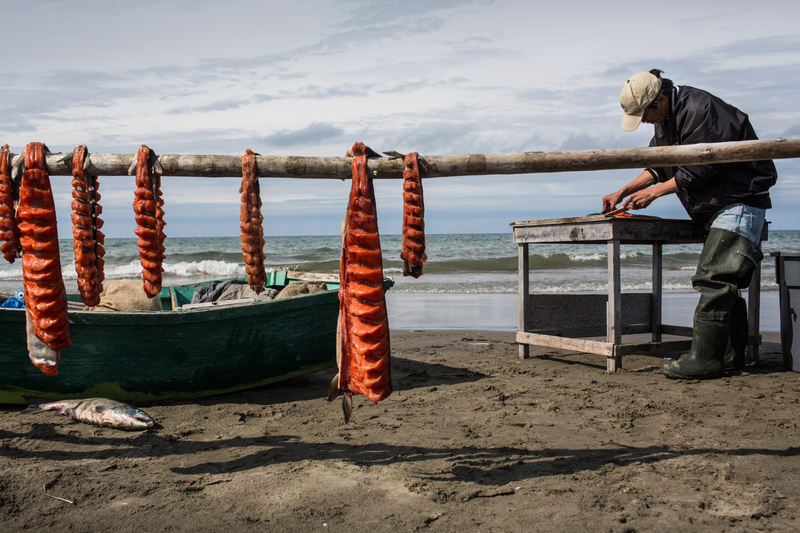 :Davis Sockpick prepares freshly caught salmon on the beach along the Chukchi Sea on July 7, 2015 in Shishmaref, Alaska. In 2015, the Obama administration approved Shell Oil to begin drilling for oil in Arctic regions, including the Chukchi sea, worrying locals who live in the region and disappointing conservationists.